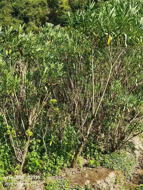 多枝6公分夾竹桃，高4米